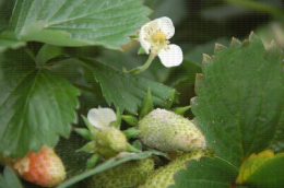 Symptôme d'oïdum sur fruit en culture de fraisier